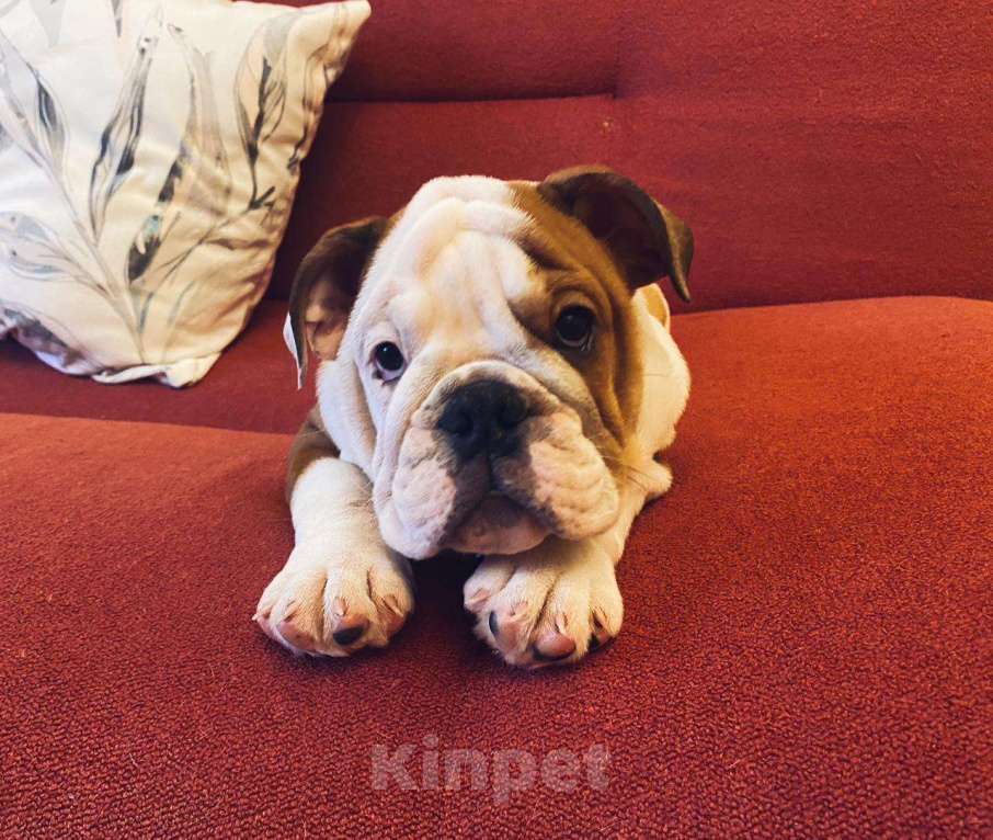 Собаки в Москве: Английский бульдог мальчик Мальчик, Бесплатно - фото 2