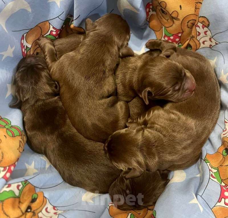 Собаки в Москве: Щенки лабрадора шоколадные Мальчик, Бесплатно - фото 1