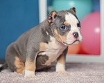 Собаки в Обнинске: Булли кобель голубой триколор Мальчик, 150 000 руб. - фото 2