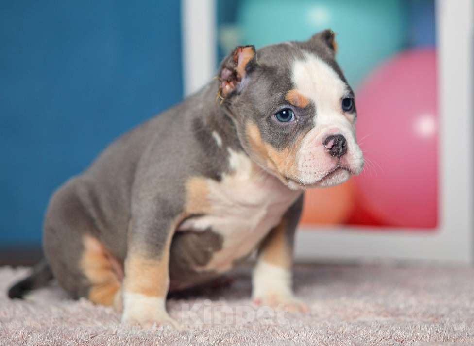 Собаки в Обнинске: Булли кобель голубой триколор Мальчик, 150 000 руб. - фото 2
