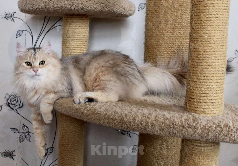 Кошки в Тюмени: Сибирский котёнок Мальчик, 50 000 руб. - фото 5