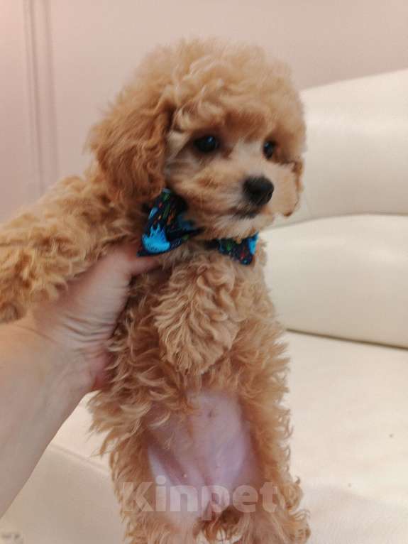 Собаки в Москве: Девочка мальтипу Ф1 с документами и прививками, невероятно милая , отлично выращенная. Девочка, 100 000 руб. - фото 2