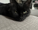 Кошки в Москве: Котик Себастьян в добрые руки. Мальчик, Бесплатно - фото 3
