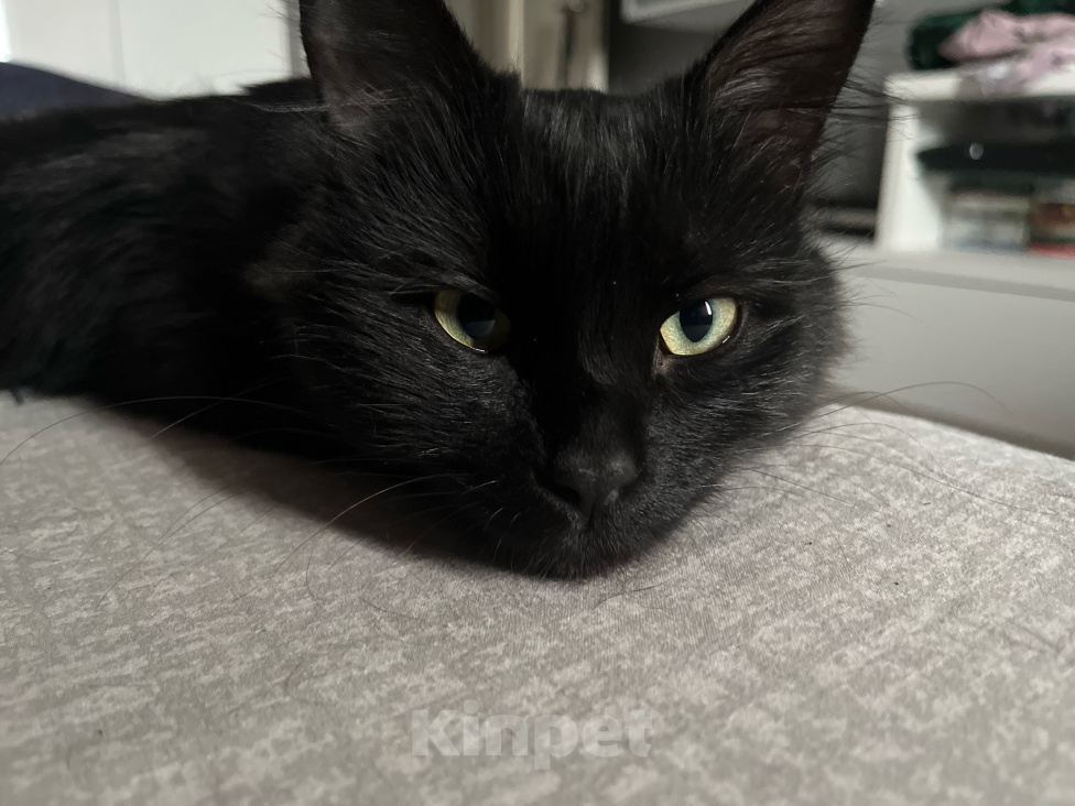 Кошки в Москве: Котик Себастьян в добрые руки. Мальчик, Бесплатно - фото 3