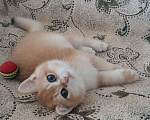Кошки в Махачкале: Британский золотой мальчик  Мальчик, 35 000 руб. - фото 5