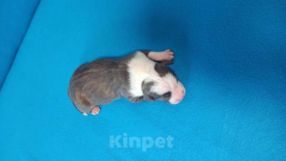 Собаки в Санкт-Петербурге: Доступен к раннему бронированию Мальчик, Бесплатно - фото 4