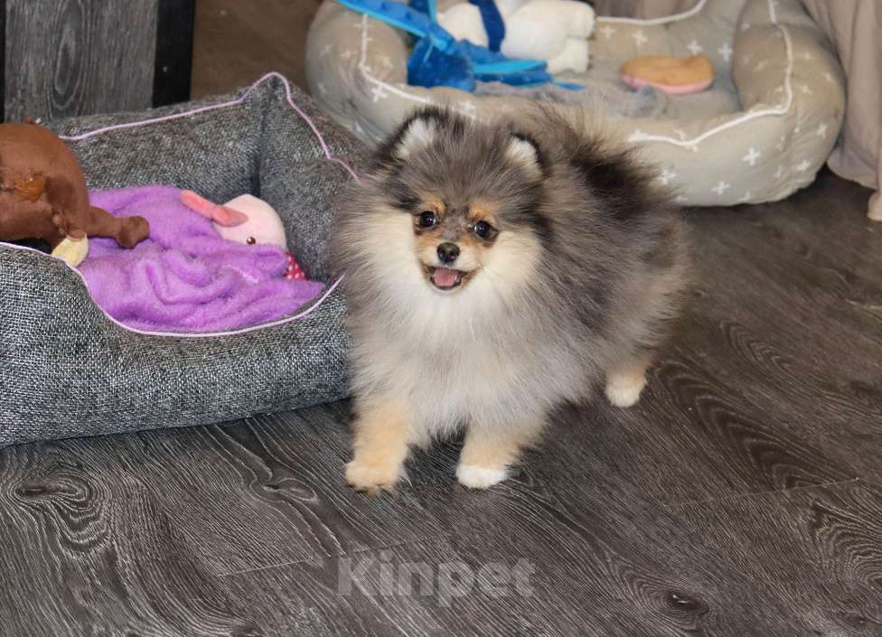 Собаки в Москве: Мраморная девочка Девочка, 55 000 руб. - фото 3