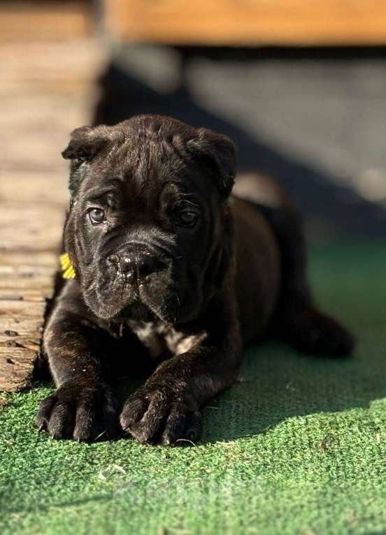 Собаки в других городах Московской области: Открыт к бронированию помет в питомнике Ретро Роше Девочка, Бесплатно - фото 3