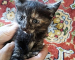 Кошки в Ленинске-Кузнецком: Котята в добрые руки Девочка, Бесплатно - фото 1