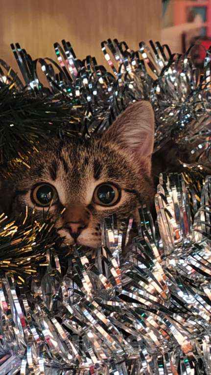 Кошки в Москве: Новогодний сюрприз, девочка, примерно 5 месяцев Девочка, Бесплатно - фото 10