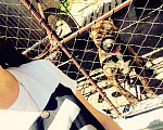 Собаки в Бахчисарае: Ищем собаку(девочку) для вязки!, 17 руб. - фото 1