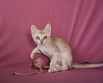 Кошки в Ливны: котята, 40 000 руб. - фото 2
