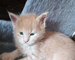 Кошки в Александровске-Сахалинском: Детки Мейн кун, 5 000 руб. - фото 4