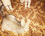 Кошки в Арзамасе: Золотого окраса девочки Девочка, 6 000 руб. - фото 9