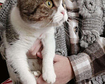 Кошки в Серафимовиче: Девочка.Шотландская вислоухая. Девочка, Бесплатно - фото 1