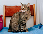 Кошки в Реутове: Роскошная кошка Марвина в добрые руки.  Девочка, Бесплатно - фото 2