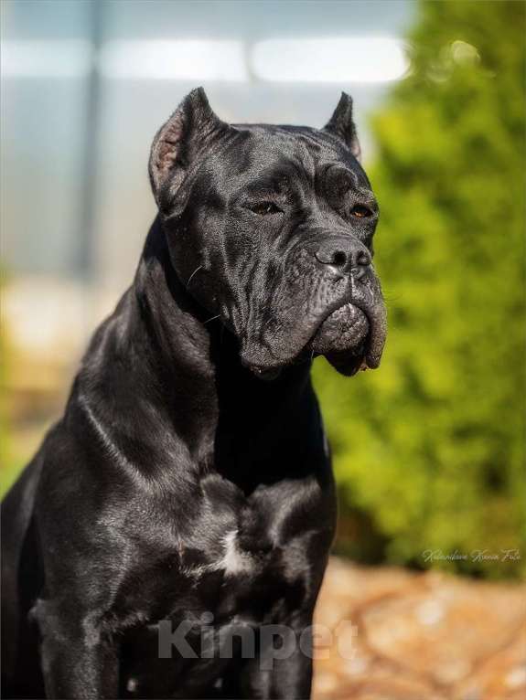 Собаки в Самаре: Великолепная собака компаньон Девочка, Бесплатно - фото 2