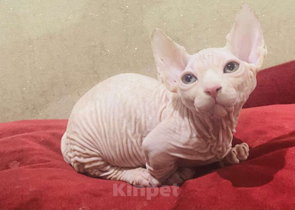 Кошки в Сочи: Бамбино Мальчик, 30 000 руб. - фото 10