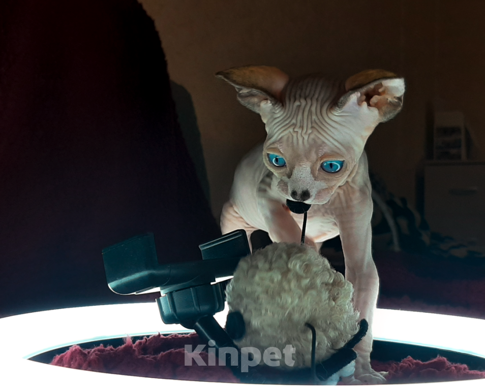 Кошки в Воронеже: Канадские сфинксы котята Мальчик, 10 000 руб. - фото 6