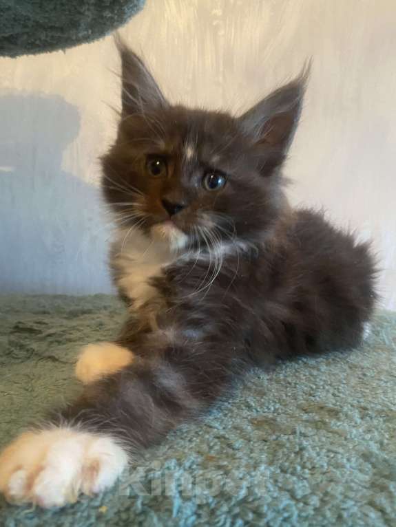 Кошки в Москве: Мейн-кун черный дым биколор Мальчик, Бесплатно - фото 5