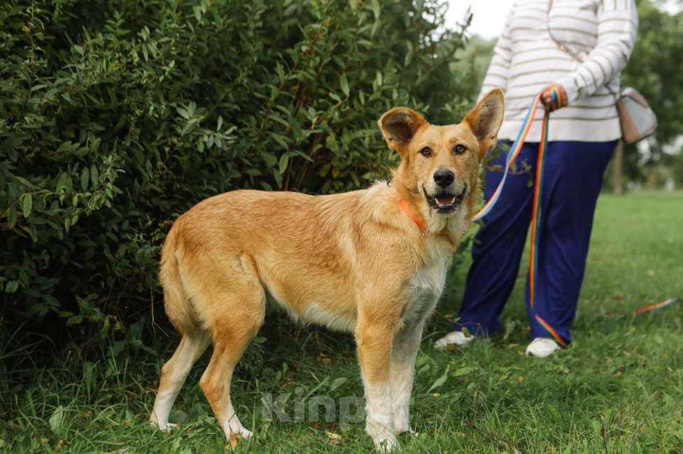 Собаки в Санкт-Петербурге: Ищем дом замечательным и неповторимым ушам Девочка, Бесплатно - фото 9