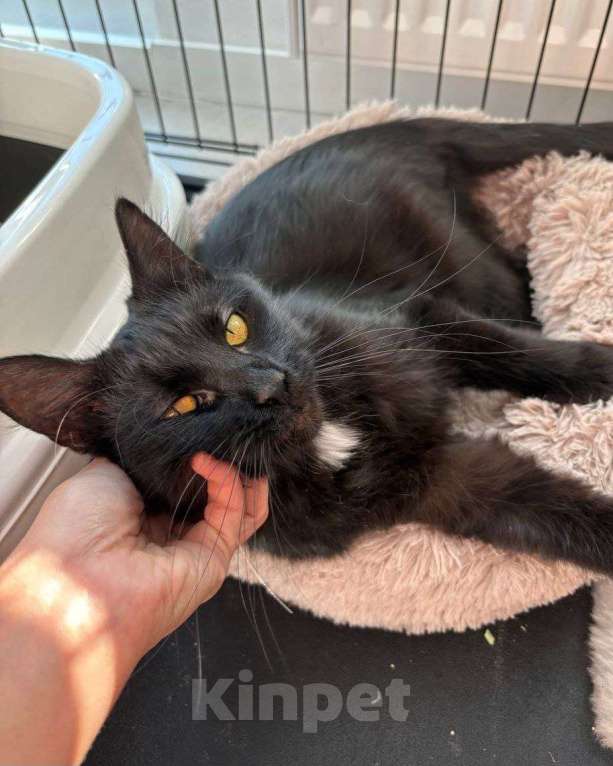 Кошки в Москве: Багира ищет дом Девочка, Бесплатно - фото 3