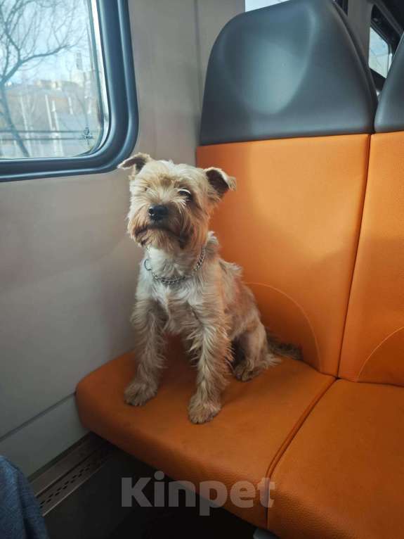 Собаки в Истре: Пропал йорк истра Мальчик, Бесплатно - фото 1