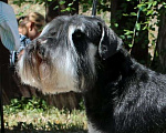 Собаки в Уфе: Высокопородные щенки цвергшнауцера Мальчик, Бесплатно - фото 1