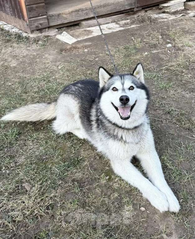 Собаки в Москве: Собака Лакки а добрые руки Девочка, Бесплатно - фото 1