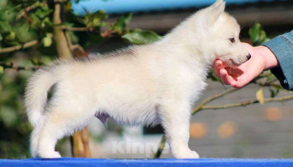 Собаки в Москве: Мальчишка сибирский хаски 🐾 Мальчик, 20 000 руб. - фото 3