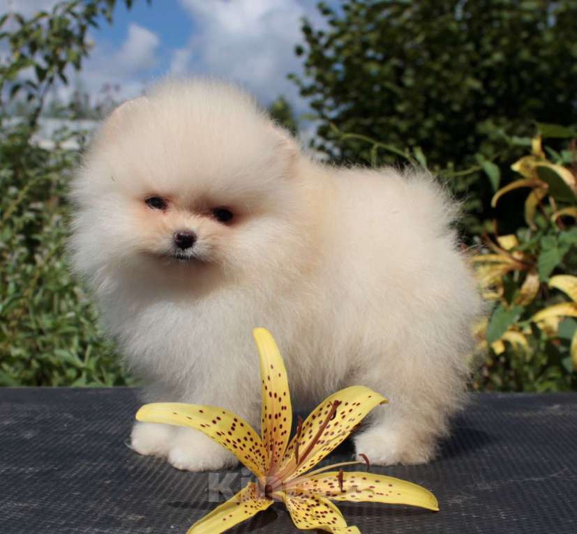 Собаки в Москве: померанский шпиц мини девочки Девочка, 50 000 руб. - фото 8