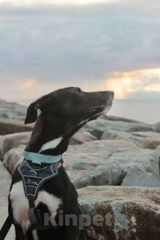 Собаки в Москве: Гили спасён в Грузии и ищет дом Мальчик, Бесплатно - фото 3