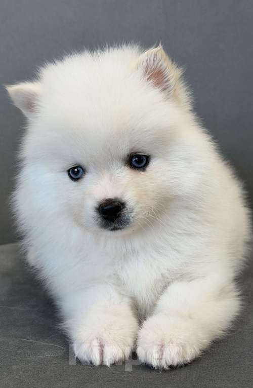 Собаки в Санкт-Петербурге: Девочка помски Девочка, 50 000 руб. - фото 5