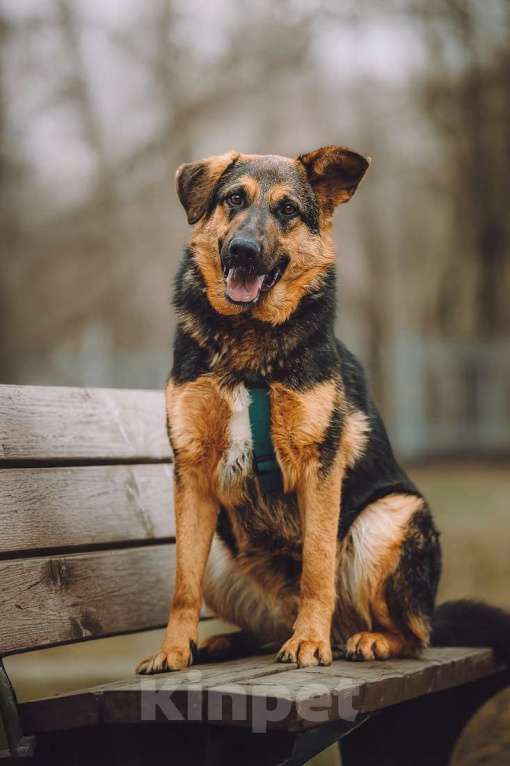 Собаки в Москве: Фьючерс - настоящий медвежонок! В добрые руки Мальчик, Бесплатно - фото 2