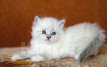 Кошки в Санкт-Петербурге: котенок невская маскарадная Девочка, 60 000 руб. - фото 1