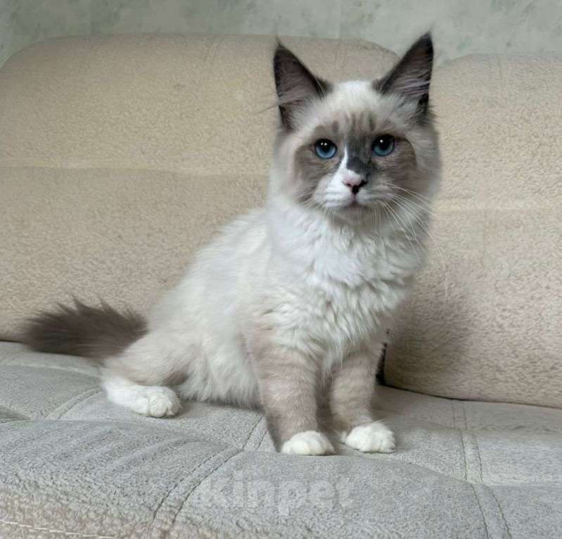 Кошки в Новосибирске: Barry Мальчик, 55 000 руб. - фото 6