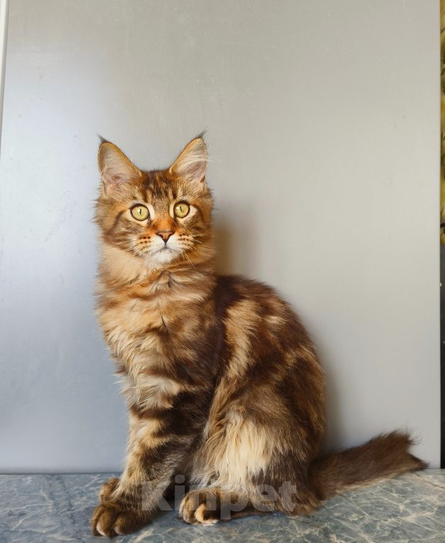 Кошки в Москве: Котенок Мейн-Кун Девочка Девочка, 45 000 руб. - фото 1