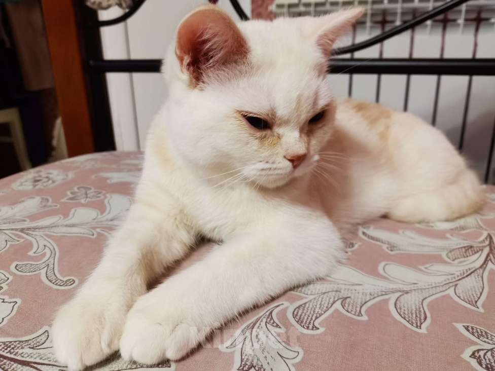 Кошки в Москве: Котята Шотландские  Девочка, 10 000 руб. - фото 2