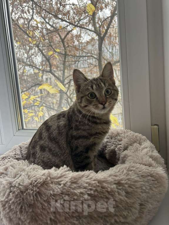 Кошки в Москве: Малыш в добрые руки  Мальчик, 500 руб. - фото 1