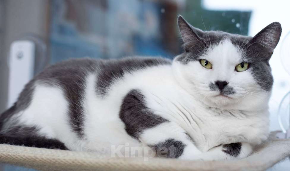 Кошки в Москве: Ласковая и спокойная кошечка Василиса в дар Девочка, 10 руб. - фото 4