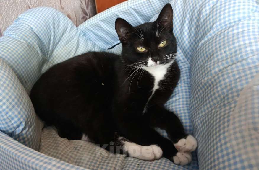 Кошки в Санкт-Петербурге: Катенька Девочка, Бесплатно - фото 1