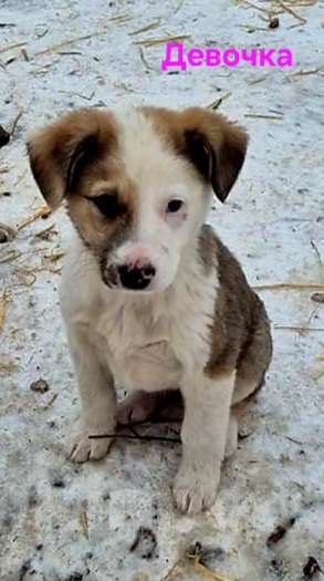 Собаки в Ессентуках: Девочка средняя альбинос Девочка, Бесплатно - фото 1