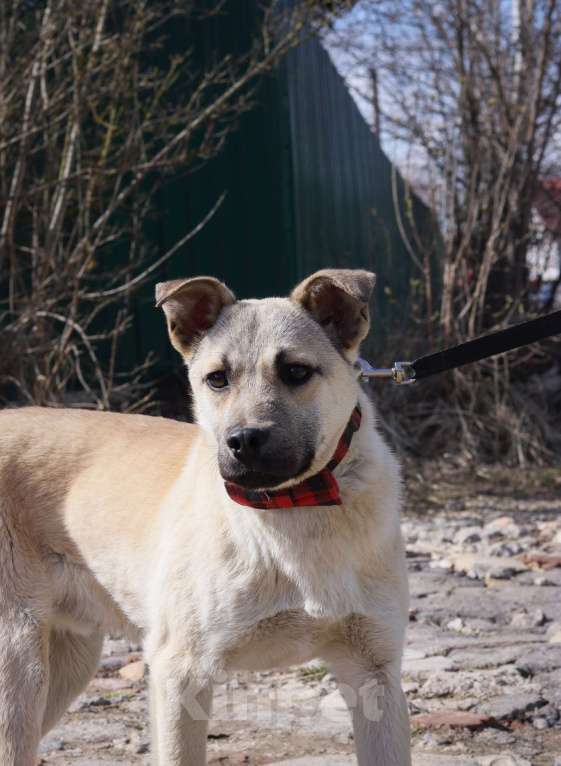 Собаки в Подольске: Мэни 1 год в добрые руки  Мальчик, Бесплатно - фото 4