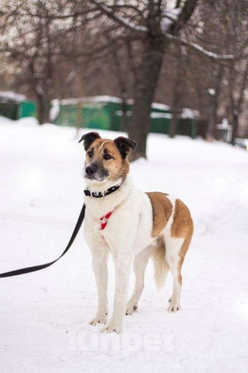 Собаки в Москве: Кокос Мальчик, Бесплатно - фото 4
