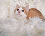 Кошки в Санкт-Петербурге: Рыжий котенок ищет любящую семью Девочка, 200 руб. - фото 1