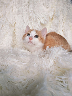 Объявление: Рыжий котенок ищет любящую семью, 200 руб., Санкт-Петербург