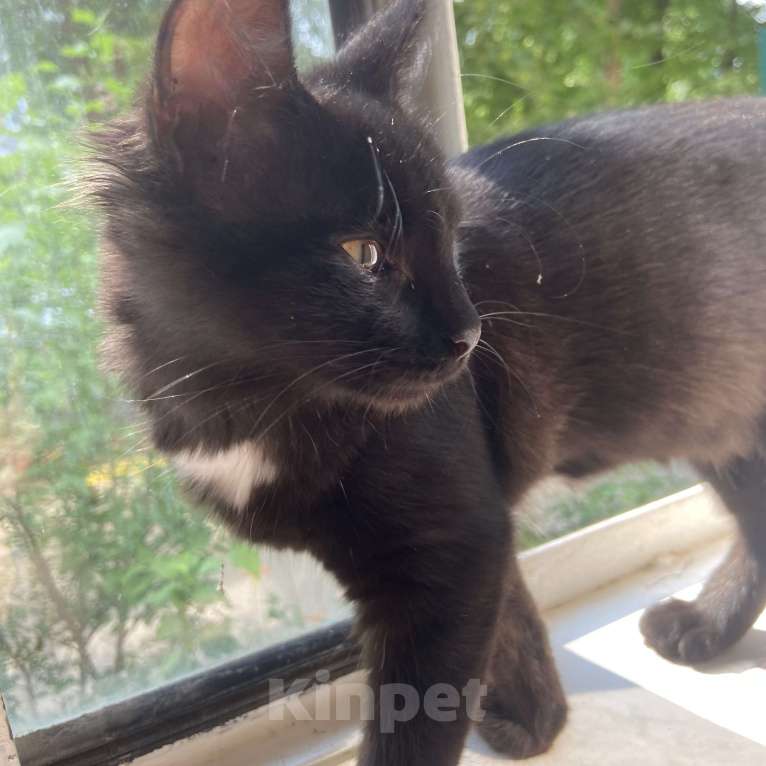 Кошки в Ростове-на-Дону: Луна ищет себе новый дом. Девочка, Бесплатно - фото 3