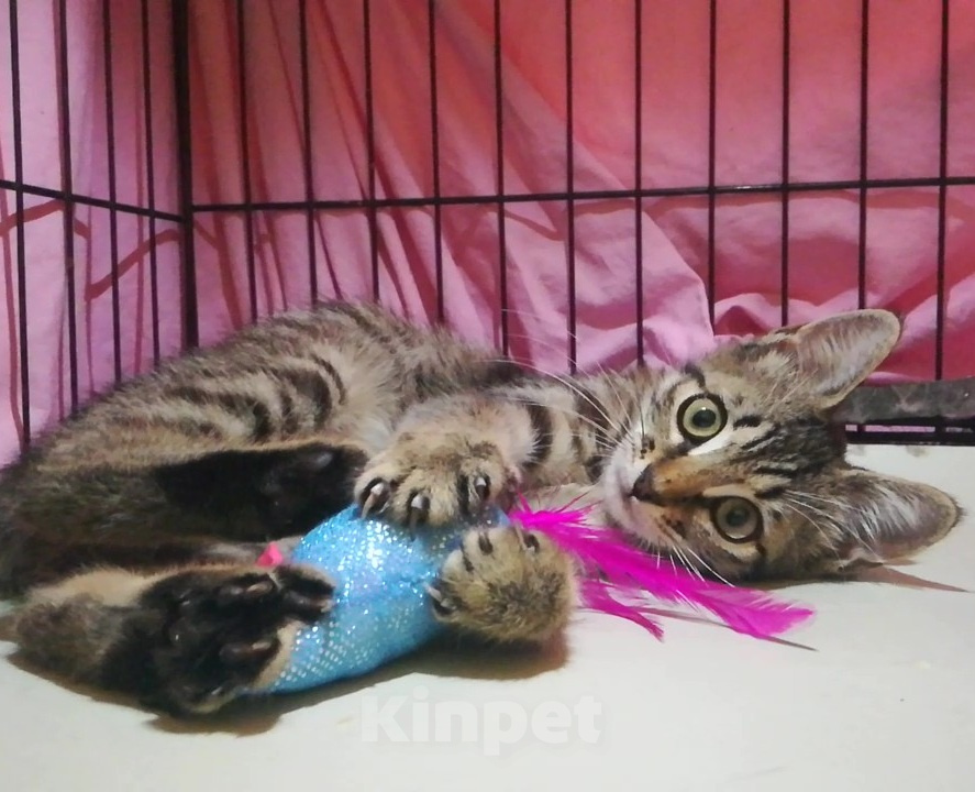 Кошки в Долгопрудном: Котёнок из приюта мечтает о доме Девочка, Бесплатно - фото 1