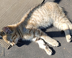 Кошки в других городах Ленинградской области: Котята в хорошие руки Разнополые, Бесплатно - фото 3