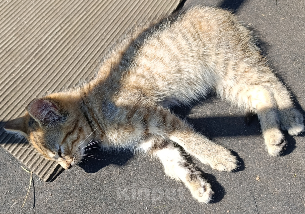 Кошки в других городах Ленинградской области: Котята в хорошие руки Разнополые, Бесплатно - фото 3
